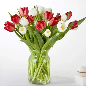 Candy Cane Tulips
