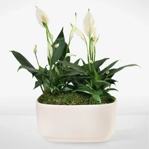 Serene White Peace Lily