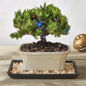 Christmas Bonsai Tree