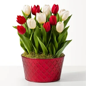 Red and White Mixed Tulip Bulb Garden